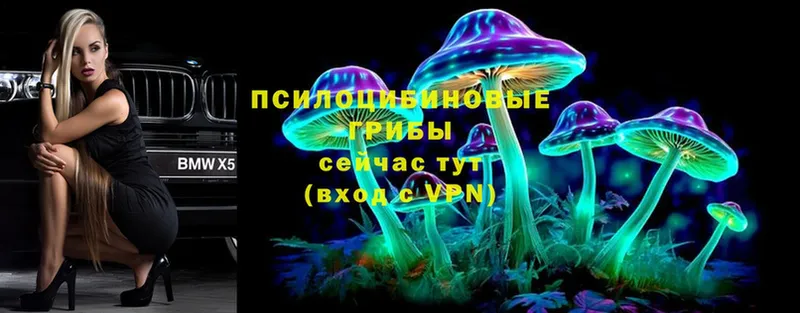 сколько стоит  Балахна  Псилоцибиновые грибы Cubensis 